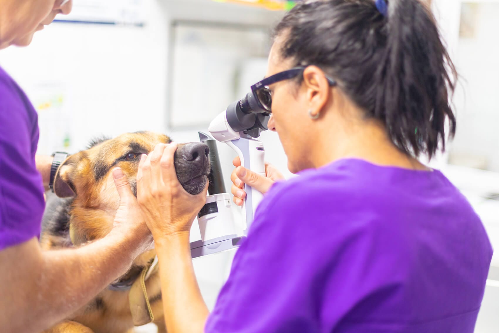 veterinaria cv el masnou revisa perro