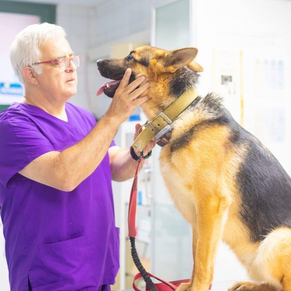 veterinari el masnou