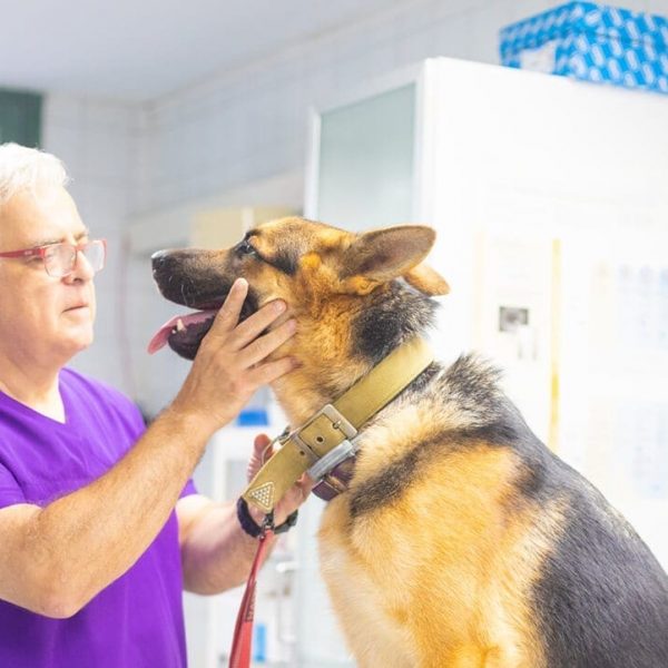 revision perro en cv el masnou